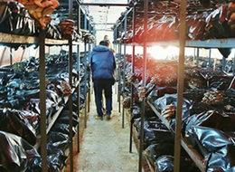 İstiridye mantarı üretiminde 20 ton rekolte sağladılar