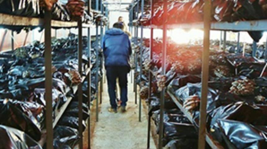 İstiridye mantarı üretiminde 20 ton rekolte sağladılar