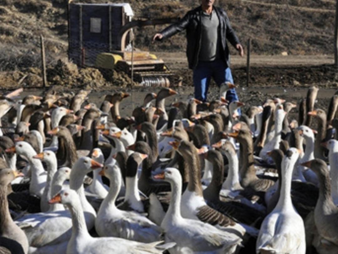 İki kazla başladı &ccedil;iftlik kurdu
