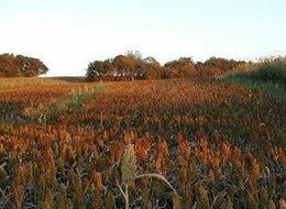 'Mucize bitki' Türkiye'ye uyum sağladı