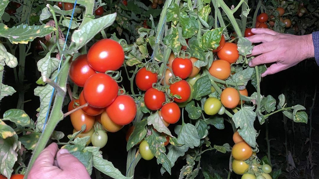 Zirai don n&ouml;betleri başladı: Sabaha kadar soba başında beklediler!  7