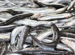 Hamsiye yüzde 125 zam