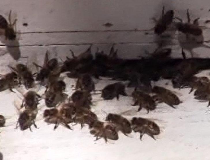 Bu sütün kilosu 20 bin lira G3