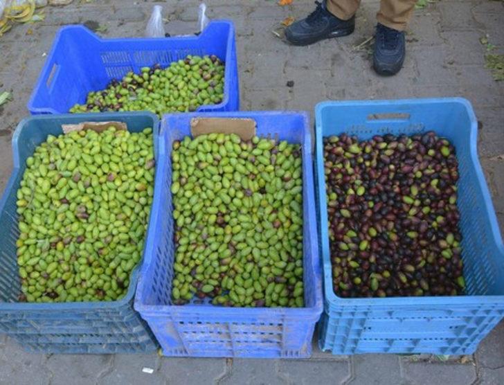 Kalamata Zeytini aranan ürün haline geldi G1