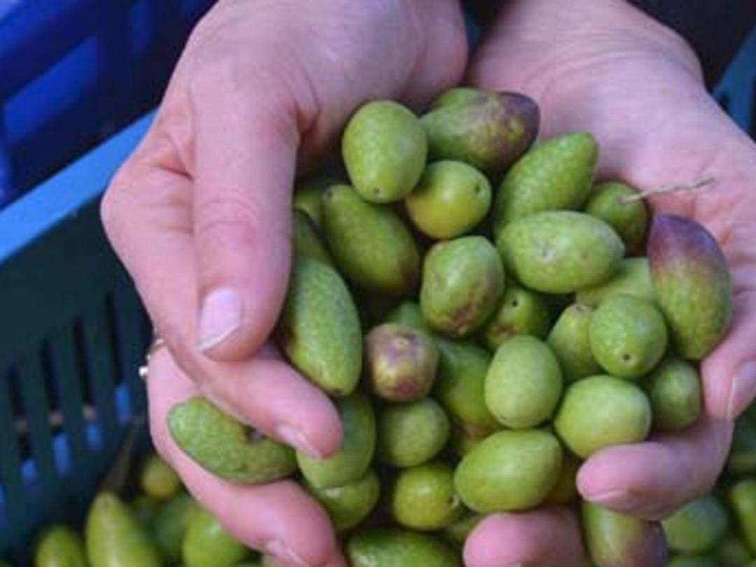 Kalamata Zeytini aranan &uuml;r&uuml;n haline geldi