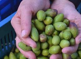 Kalamata Zeytini aranan ürün haline geldi