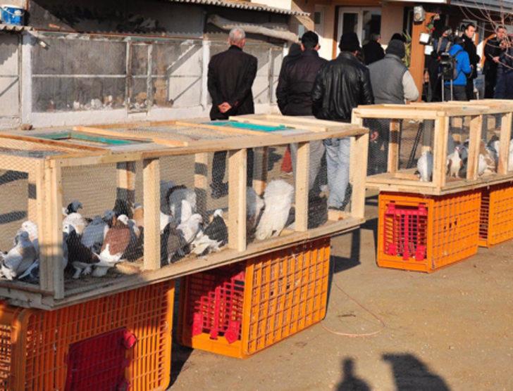 2 bin güvercin ihaleyle satışa çıkarıldı G1