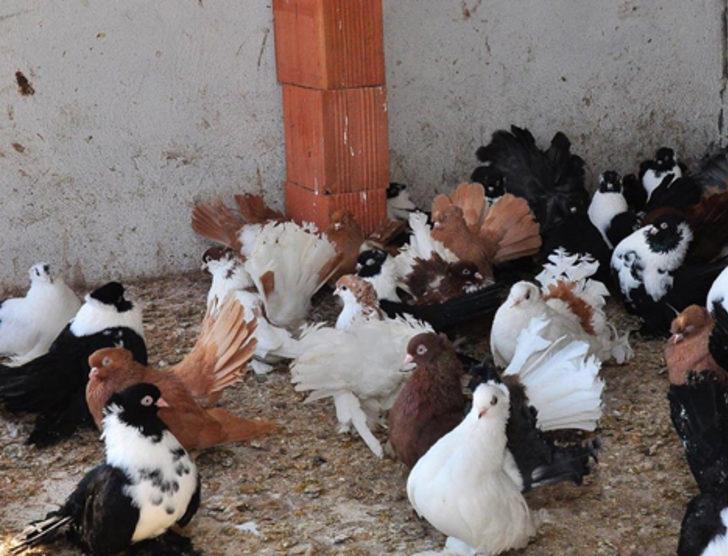 2 bin güvercin ihaleyle satışa çıkarıldı G2