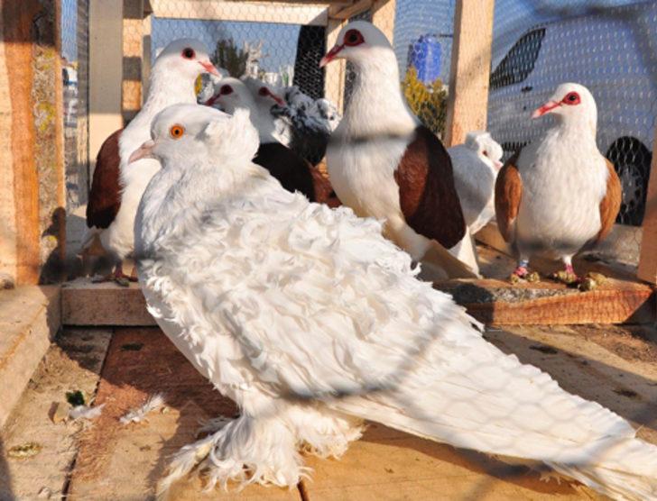 2 bin güvercin ihaleyle satışa çıkarıldı G3