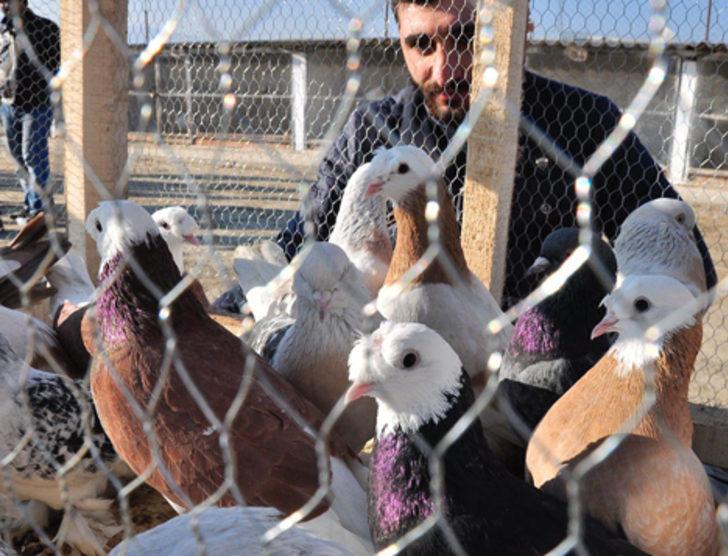 2 bin güvercin ihaleyle satışa çıkarıldı G4