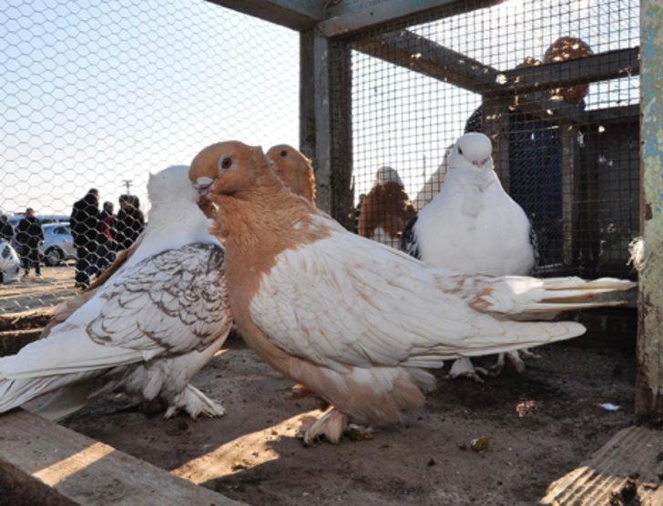 2 bin güvercin ihaleyle satışa çıkarıldı G5