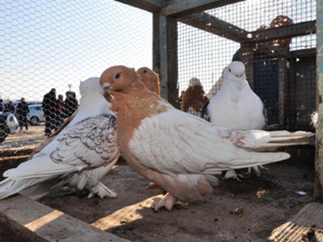 2 bin g&uuml;vercin ihaleyle satışa &ccedil;ıkarıldı