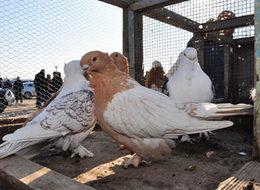 2 bin güvercin ihaleyle satışa çıkarıldı