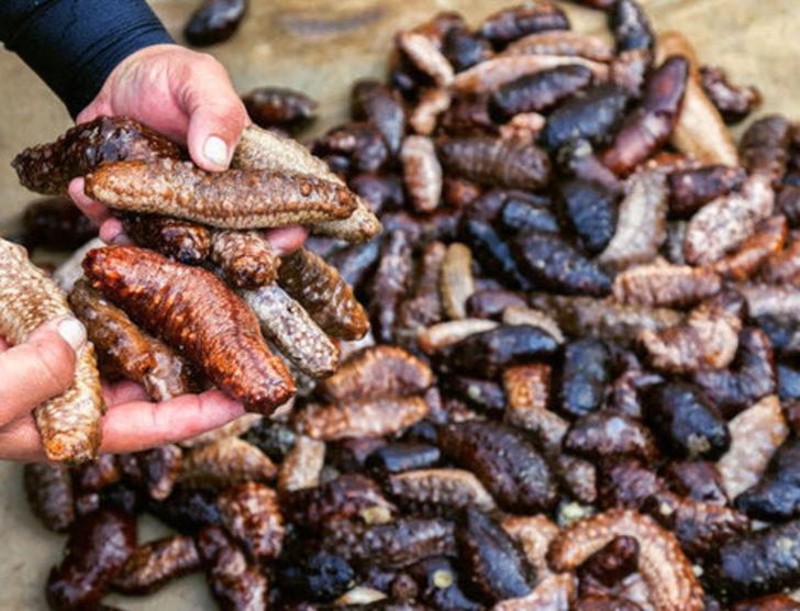 Deniz patlıcanı gelir kapısı oldu G2