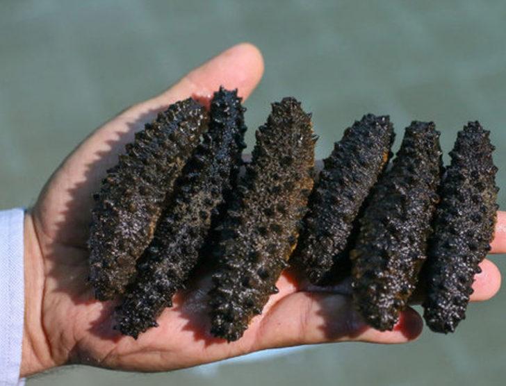 Deniz patlıcanı gelir kapısı oldu G3