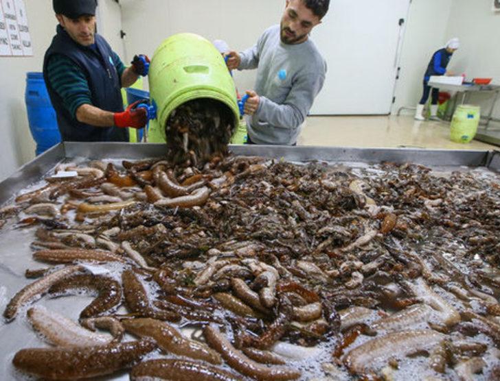 Deniz patlıcanı gelir kapısı oldu G4