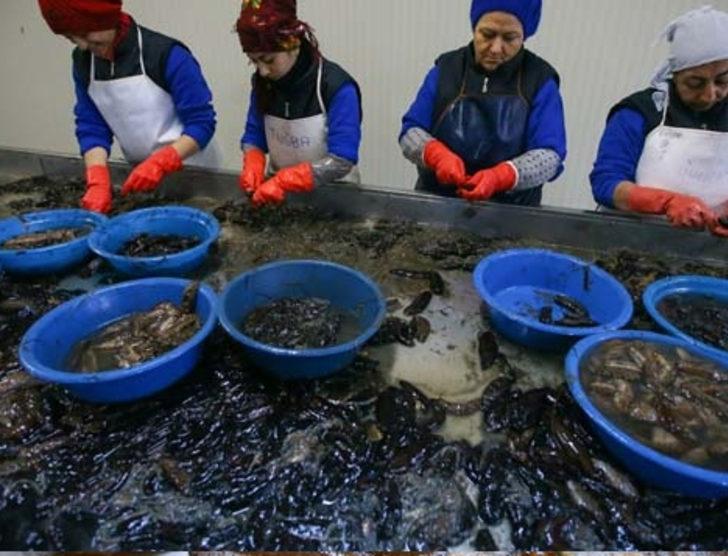 Deniz patlıcanı gelir kapısı oldu G5