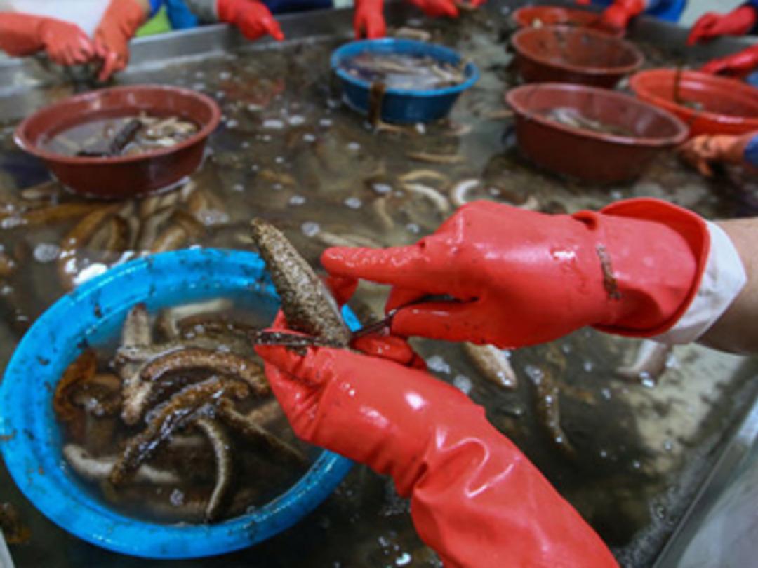 Deniz patlıcanı gelir kapısı oldu