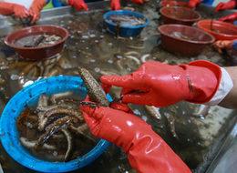 Deniz patlıcanı gelir kapısı oldu