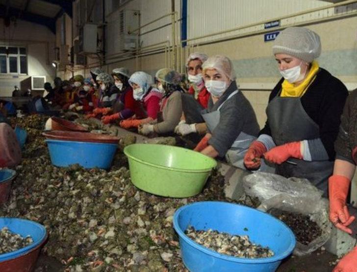 Sinop'tan Uzak Doğu'ya deniz salyangozu ihracatı G2