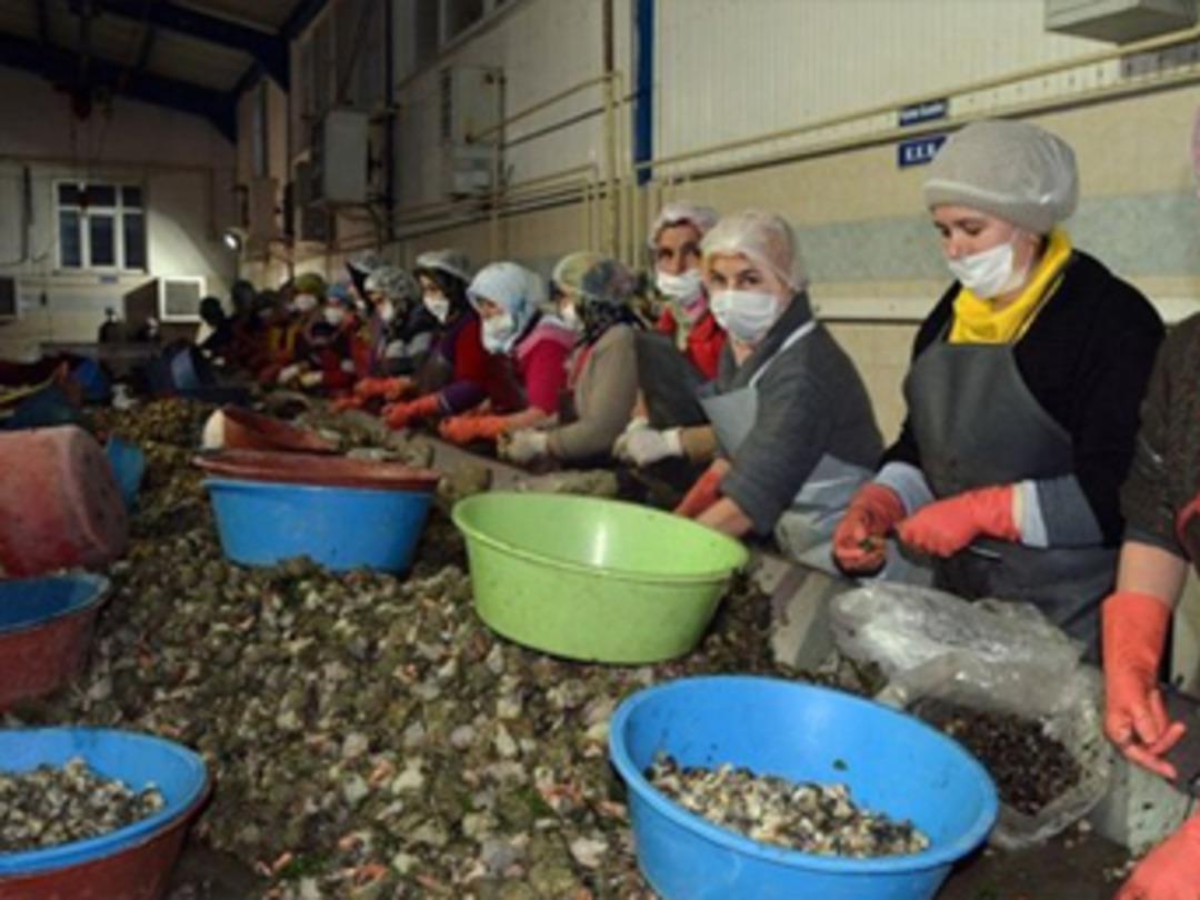Sinop'tan Uzak Doğu'ya deniz salyangozu ihracatı