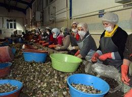 Sinop'tan Uzak Doğu'ya deniz salyangozu ihracatı