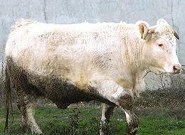 Et açığını 'Charollais' ırkı sığırlar kapatacak