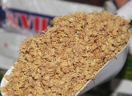 Ihlamurun fiyatı çeyrek altınla yarışıyor