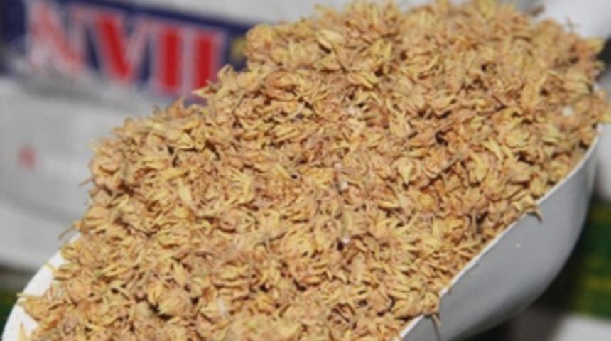 Ihlamurun fiyatı çeyrek altınla yarışıyor