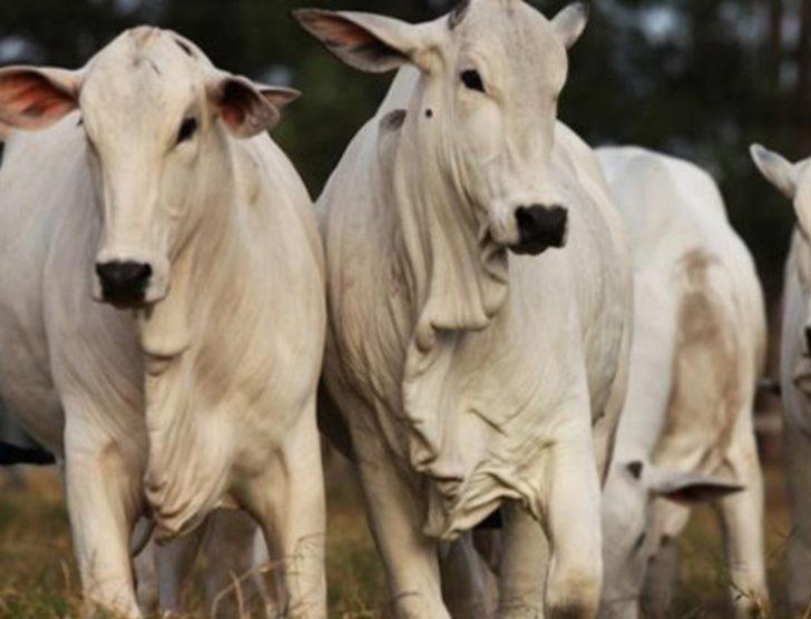 2016'da buna para yatıran köşeyi döndü G5