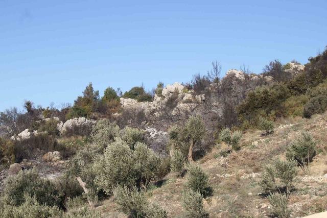 Antalya&rsquo;daki orman yangınında zararın boyutu g&uuml;nd&uuml;z ortaya &ccedil;ıktı: 2 hektar zarar g&ouml;rd&uuml; 6