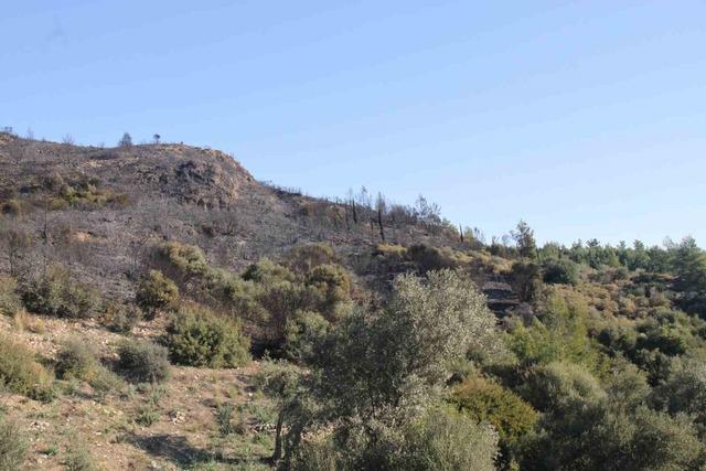 Antalya&rsquo;daki orman yangınında zararın boyutu g&uuml;nd&uuml;z ortaya &ccedil;ıktı: 2 hektar zarar g&ouml;rd&uuml; 1