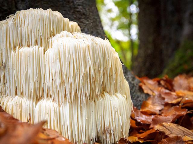 Doğada tesad&uuml;fen buldu, balkonda &uuml;retti: Kilosu 2 bin lira!