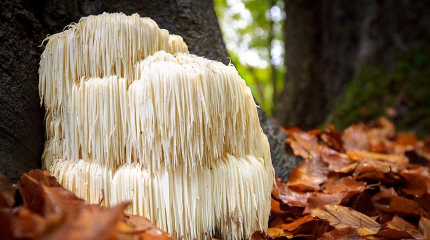 Doğada tesad&uuml;fen bulduğu mantarı, balkonda &uuml;retti: Kilosu 2 bin lira!