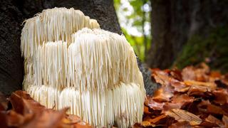 Doğada tesadüfen bulduğu mantarı, balkonda üretti: Kilosu 2 bin lira!