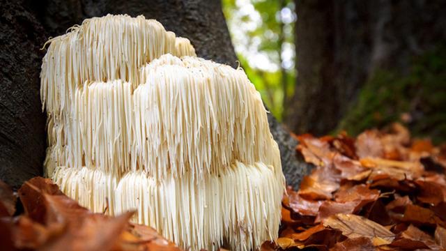 Doğada tesadüfen bulduğu mantarı, balkonda üretti: Kilosu 2 bin lira!