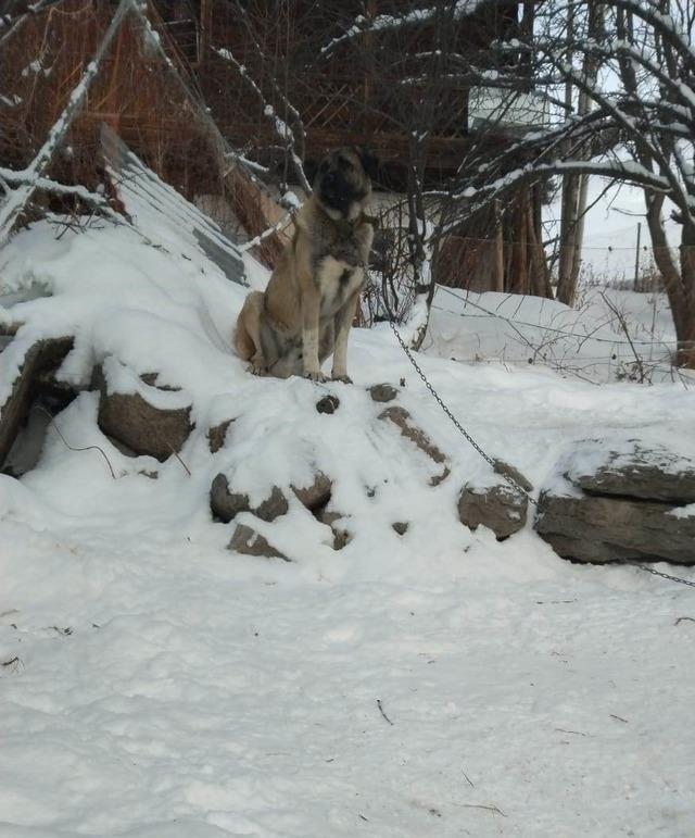 Artvin&rsquo;de cesur bek&ccedil;i k&ouml;peği 6 kurda meydan okudu 1