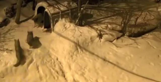 Artvin&rsquo;de cesur bek&ccedil;i k&ouml;peği 6 kurda meydan okudu 2