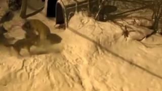 Son dakika: Artvin&rsquo;de cesur bek&ccedil;i k&ouml;peği 6 kurda meydan okudu