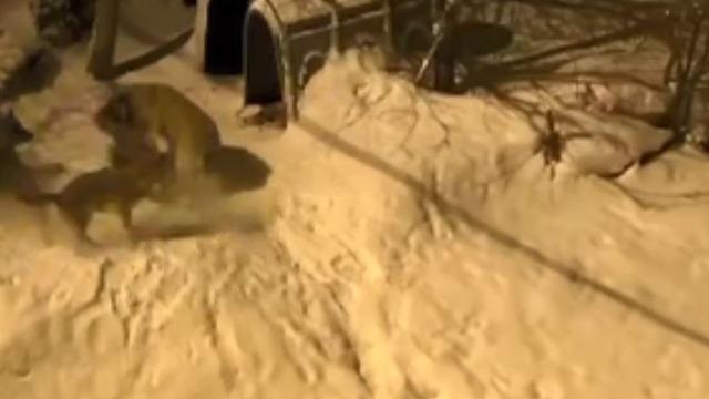 Artvin’de cesur bekçi köpeği 6 kurda meydan okudu