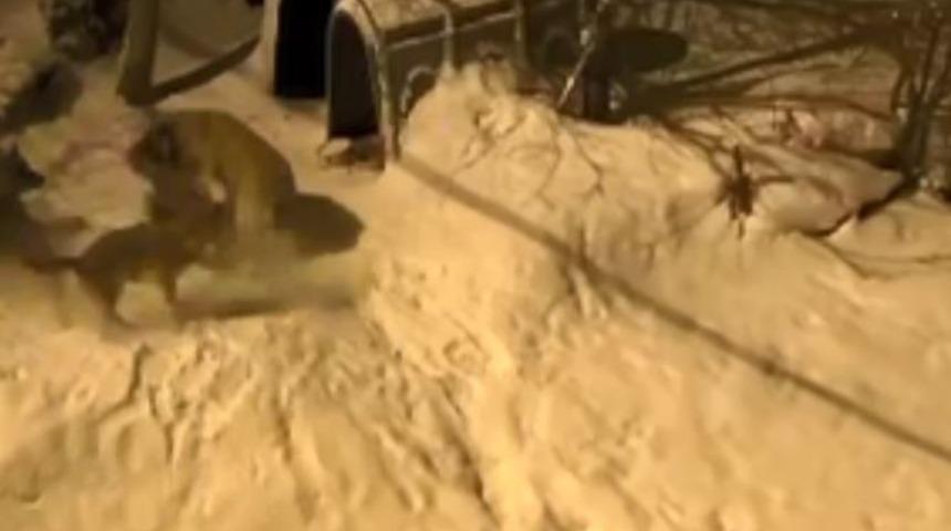 Artvin&rsquo;de cesur bek&ccedil;i k&ouml;peği 6 kurda meydan okudu