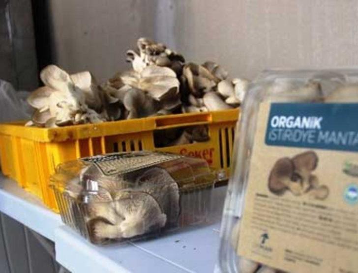 Çanakkale'de sertifikalı organik mantar üretiliyor G1