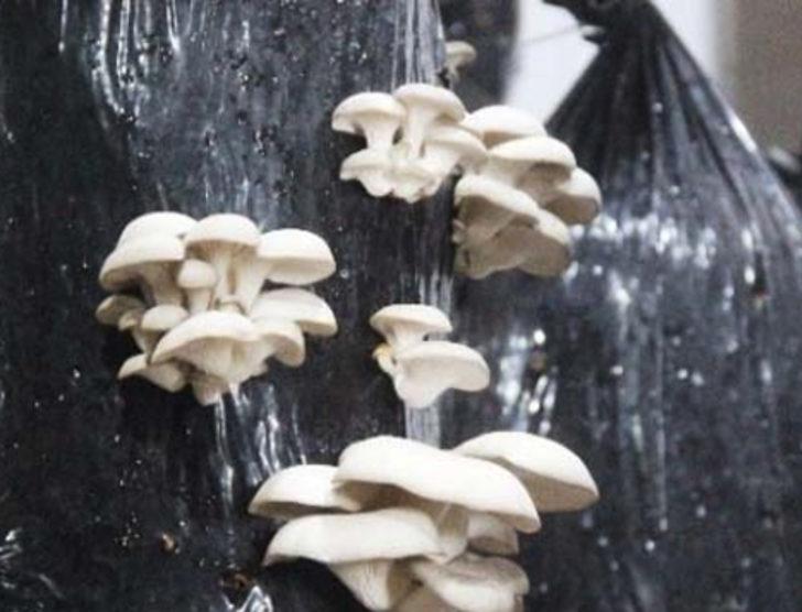 Çanakkale'de sertifikalı organik mantar üretiliyor G2