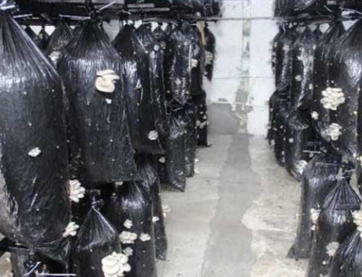 Çanakkale'de sertifikalı organik mantar üretiliyor G3