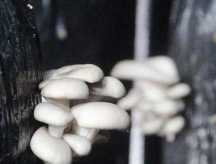 Çanakkale'de sertifikalı organik mantar üretiliyor G4