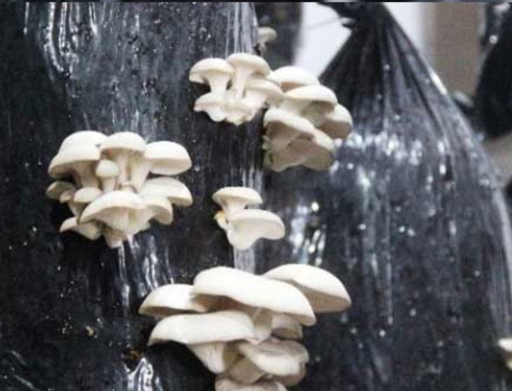 Çanakkale'de sertifikalı organik mantar üretiliyor G5