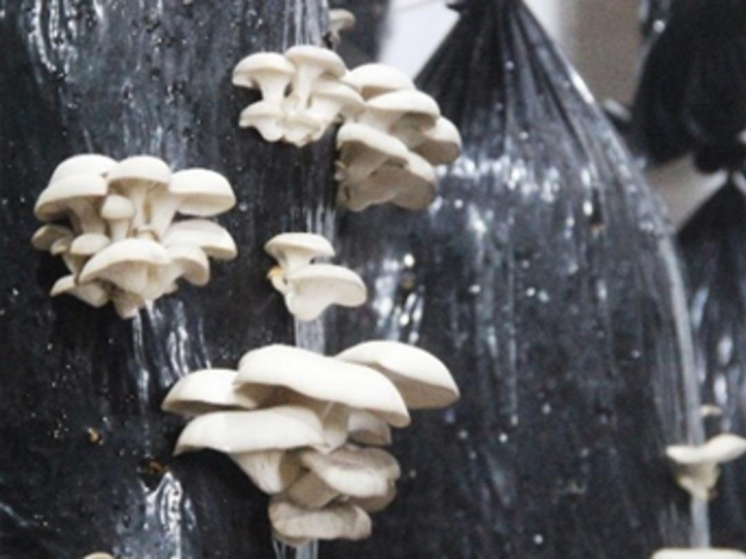 &Ccedil;anakkale'de sertifikalı organik mantar &uuml;retiliyor