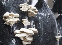 Çanakkale'de sertifikalı organik mantar üretiliyor