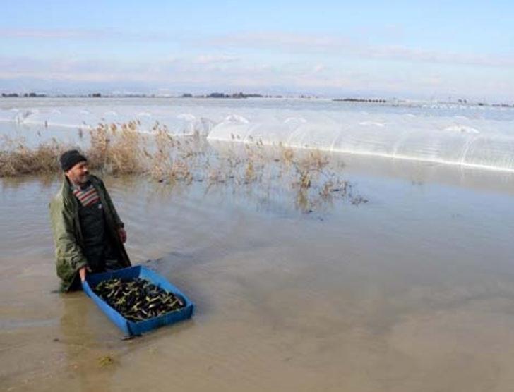 Sel suları altında kalan seralarda sandallarla hasat G5
