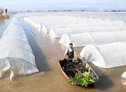 Sel suları altında kalan seralarda sandallarla hasat